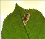 0326 (15.046) Phyllonorycter blancardella